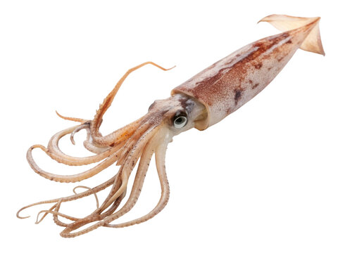 Fresh raw squid whole marine seafood calamari. natural food animal, isolated for cooking ingredient, with clear eye and tentacle