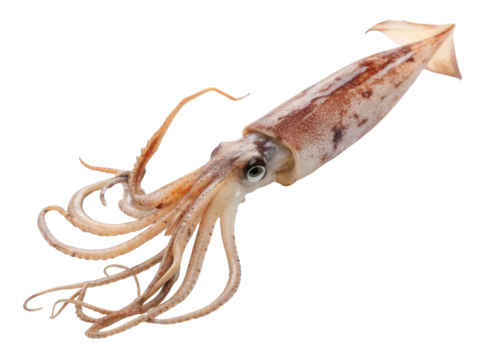 Fresh raw squid whole marine seafood calamari. natural food animal, isolated for cooking ingredient, with clear eye and tentacle