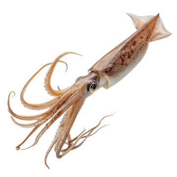 Fresh raw squid seafood with long tentacle, natural marine animal isolated. Delicious calamari ingredient with detailed eye and body