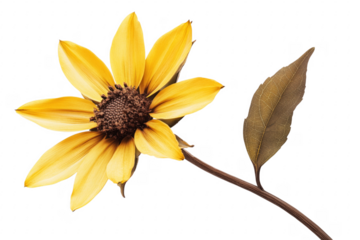 Yellow flower brown center brown leaf isolated on a transparent background
