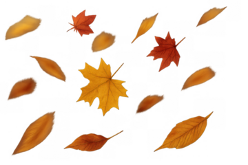 Autumn leaves falling, showcasing vibrant seasonal fall colors. Transparent background for easy layering and design use