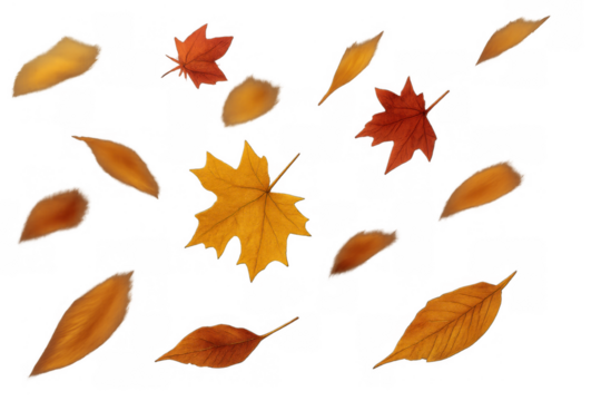 Autumn leaves falling, showcasing vibrant seasonal fall colors. Transparent background for easy layering and design use