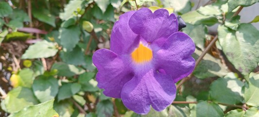 Thunbergia erecta flowers are purple with bright yellow centers. They are trumpet-shaped and grow on dense bushes. The flowers are beautiful and are often used as garden ornamentals.
