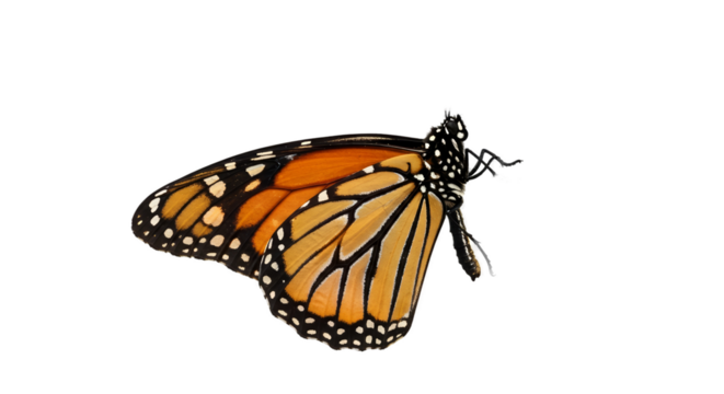 Monarch Butterfly Realistic Photo with Black and Orange Wings on Brown Background