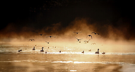 朝霧で霞む中を飛び来る鴨の群れ、幻想的、エコロジーイメージ