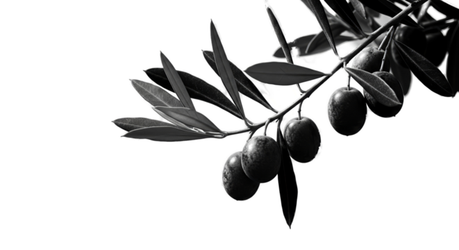Olive Branch Realistic Photo Moody Lighting Isolated Element