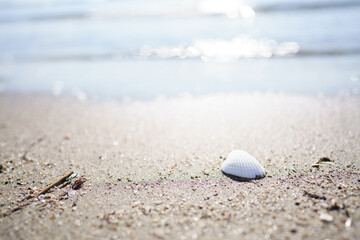 砂浜に落ちている白い貝殻
