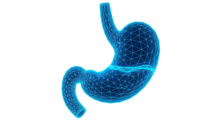 Abstract blue wireframe human stomach organ isolated on transparent background
