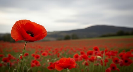 Obraz premium Vibrant red poppy field under cloudy sky