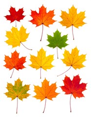 Obraz premium Assortment of vibrantly colored maple leaves, isolated on white background