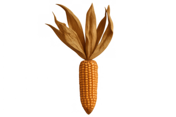 Dried corn cob with husks, isolated on transparent background, representing autumn harvest and healthy organic food