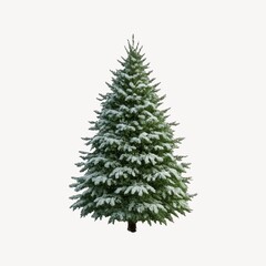 Obraz premium Snow-covered evergreen tree element.