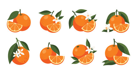 A collection of vibrant orange fruit illustrations featuring whole and sliced oranges with green leaves and delicate white blossoms, isolated on a white background.