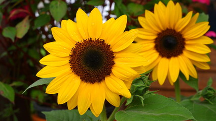 sunflowers in the garden