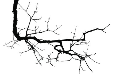 Silhouette of bare branche of tree isolated on white. Black and white vector illustration

