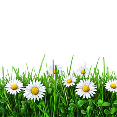 Daisies in grass png showing beautiful white flowers with green meadow background perfect for nature floral design and spring decoration projects