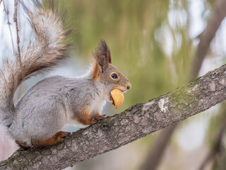 The squirrel with nut sits on tree in the winter or late autumn