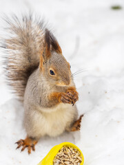 The squirrel in winter sits on white snow.