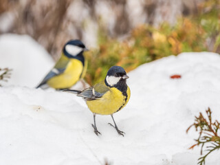 Cute bird Great tit, songbird sitting on a branch with snow in the autumn or winter.