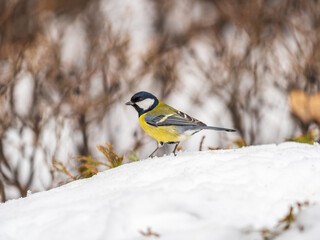 Naklejka premium Cute bird Great tit, songbird sitting on a branch with snow in the autumn or winter.