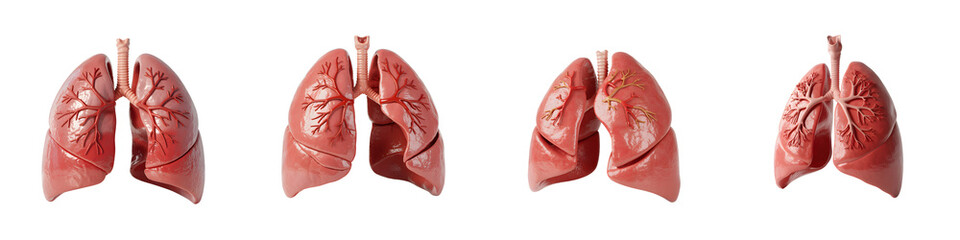 Set For Four views of human lungs isolated on transparent background