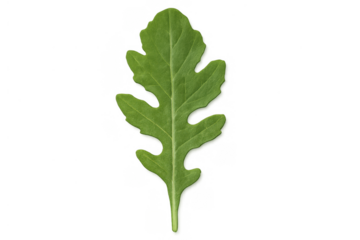 Fresh green arugula leaf on transparent background, showing healthy organic salad ingredients and gourmet cooking herb