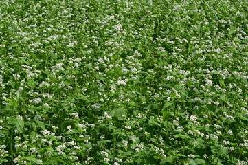 椛の湖の蕎麦の花