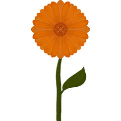 orange color of chrysanthemum 