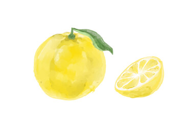 美味しそうなゆずの水彩イラスト