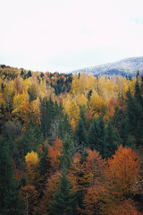 Golden autumn forest with vibrant yellow and orange leaves covering the trees and ground, creating a calm and magical atmosphere that reflects the quiet beauty of fall.