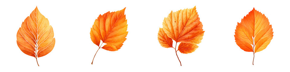 Watercolor Autumn Leaves Set Isolated on White Background