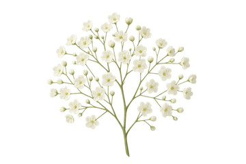 Delicate baby's breath flowers presenting purity, elegance, and natural beauty on transparent background