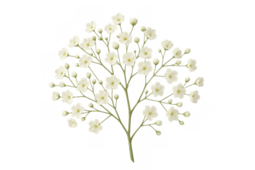 Delicate baby's breath flowers presenting purity, elegance, and natural beauty on transparent background