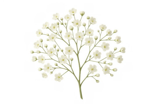 Delicate baby's breath flowers presenting purity, elegance, and natural beauty on transparent background - Powered by Adobe