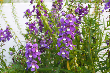 Purple flower with green leaves nature background in the garden