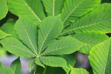 Close-up of Vibrant Green Chestnut Tree Leaves with Distinctive Veining in Natural Sunlight