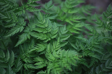 Lush Green Foliage of Fern Plants Captured in Nature - Close-Up Natural Leaf Texture