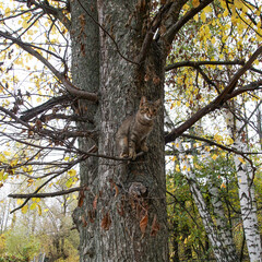 A cat sits on a tree branch. A smart and agile cat climbed a tree and sits there observing everything around it.