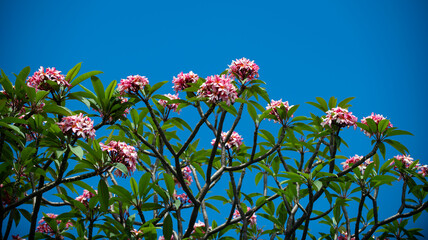 Tropical plumeria flowers blooming under blue sky. Pink frangipani blossoms on tree in sunlight. Exotic tropical plant with green leaves and flowers. Beautiful plumeria branches against clear sky.