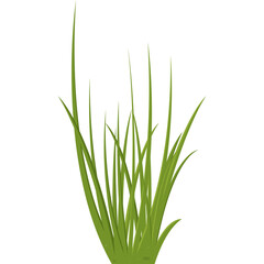 Illustration of fresh green grass with a transparent background showcasing natural growth and vibrant plant life in detail