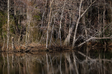 Scenic view. Forest scenery. Forest with river landscape. Woodland scenery. Autumn forest scenery. Serene forest background. Majestic trees. Wild landscape.