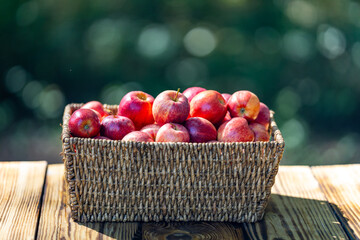 Fresh apples in basket on wooden table. Organic apples harvested from farm. Organic apple. Harvest with fresh red apples. Basket full of fresh apples. Organic farming and seasonal fruit. Juicy apple.