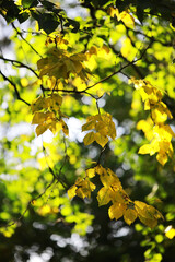 Obraz premium Vibrant Yellow Autumn Leaves Against Sunlit Green Background - Nature's Autumn Foliage