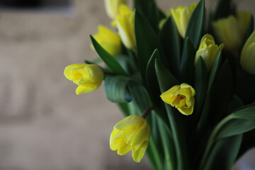 Obraz premium Bright Yellow Tulips in Full Bloom with Dark Green Leaves