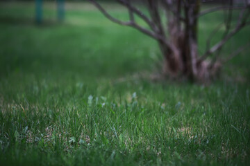 Lush Green Grass with Tree Trunk in Soft Focus Background - Natural Springtime Scenery
