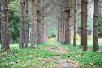 city park without people on an autumn day, bright rays of the sun shine through the crowns of maple trees