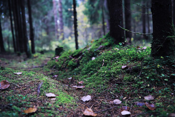 Beautiful autumn park. Russian North. Autumn trees and leaves. Autumn Landscape.Park in Autumn. Forest in Autumn.