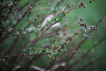 Close-Up of Dried Plants with Green Leaves Against a Blurred Natural Background