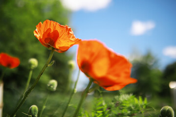 Fototapeta premium blooming poppies in the field