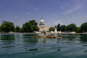 Fototapeta premium Capitol in Washington, DC. Capitol across the reflecting pool. Washington D.C. landmarks with Capitol and reflecting pond. The U.S. Capitol under blue skies. Congress building in DC.